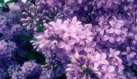 Lilac Aesthetic Wallpapers Wallpaper Cave