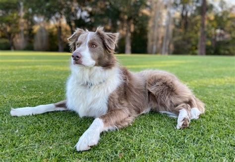 Lilac Border Collie