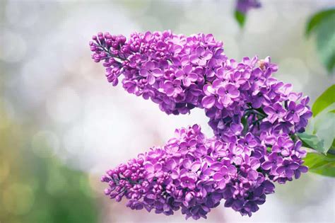 Lilac Flowers Tree