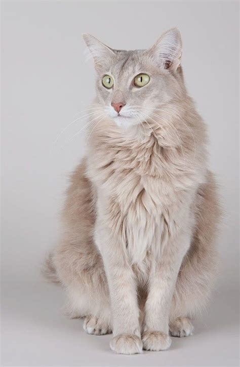 Lilac Mackerel Tabby