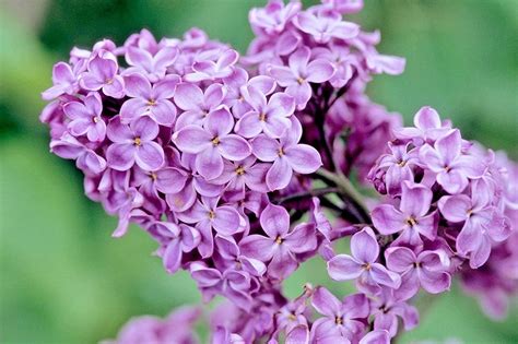 Kombinasi Lilac dan Purple