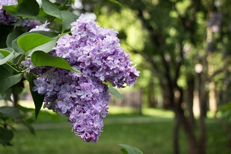 Lilac Tree Zone 9