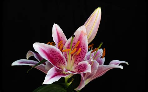 Lilies Black Background