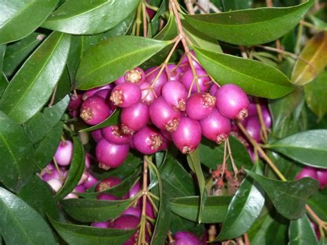 Syzygium smithii LILLY PILLY Burringbar Rainforest Nursery