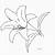 lily coloring pages free