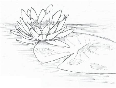 Lily Pad Flowers Drawings In Pencil
