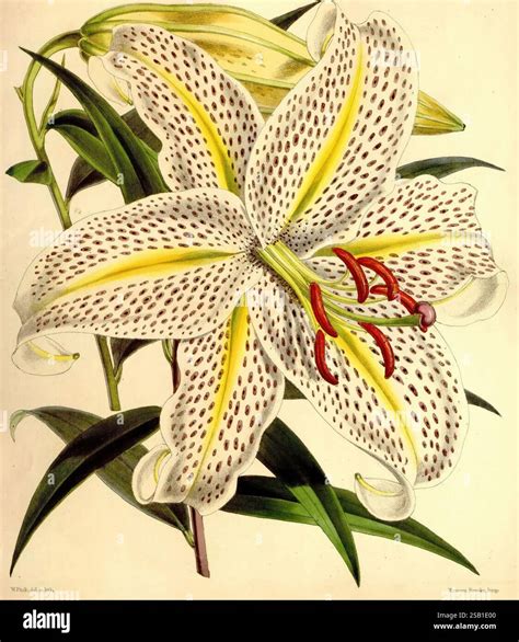 Lily Flower Features