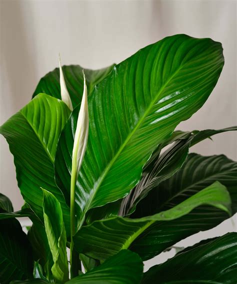Lily Leaf Plant