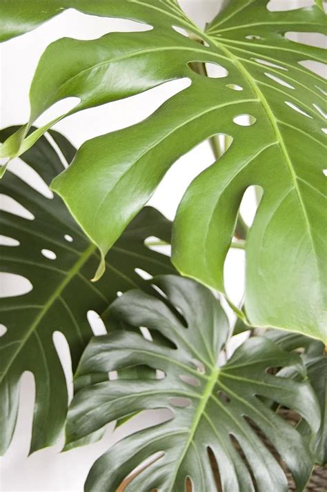 Lily Monstera Leaf