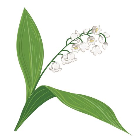 lily of the valley flower drawings