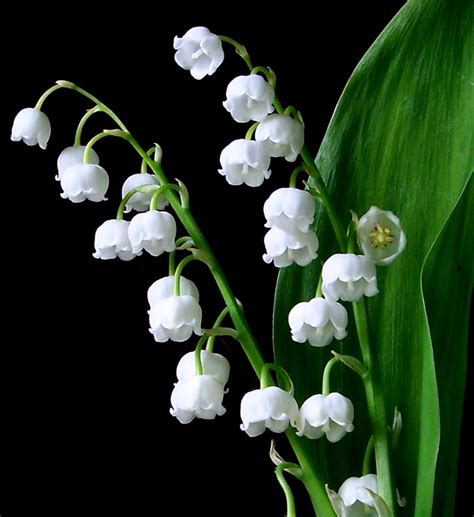 Lily of the Valley Meaning