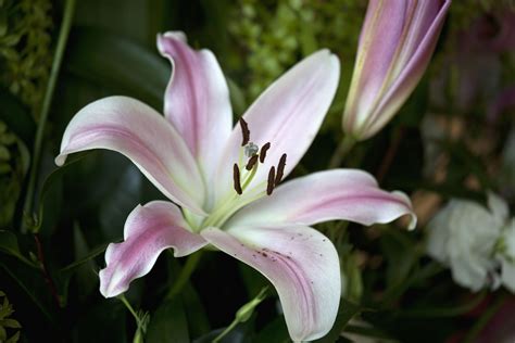 lily types of lilies