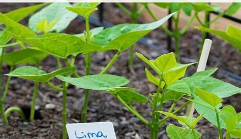 Lima Beans Plant Growth A Kitchen Garden In Kihei Maui Growing Heirloom