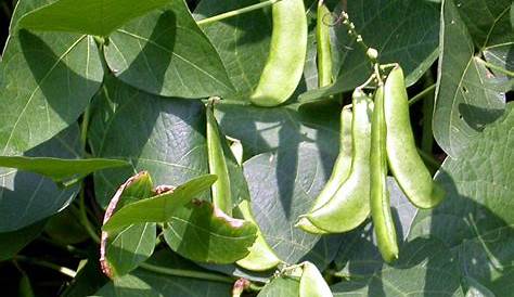 A Kitchen Garden in Kihei Maui Growing Heirloom Lima Beans