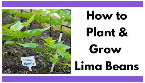 Lima Beans Planting Instructions How To Grow Harvest To Table