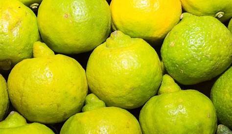 Lima Fruta Colombia Acida Tahiti ( Citrus Latifolia ) FRUTALES LAS