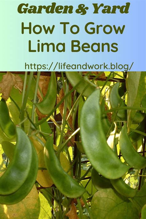 Lima Beans From Garden