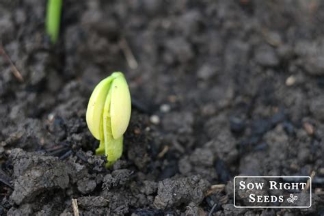 Lima Beans Not Sprouting