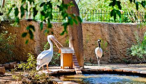 Limassol Zoo Animals Picture Of Tripadvisor