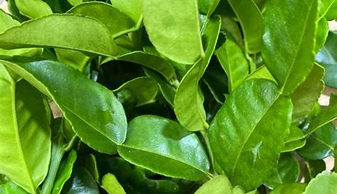 Limau Purut Leaves Kaffir Lime Or Daun Stock Photo