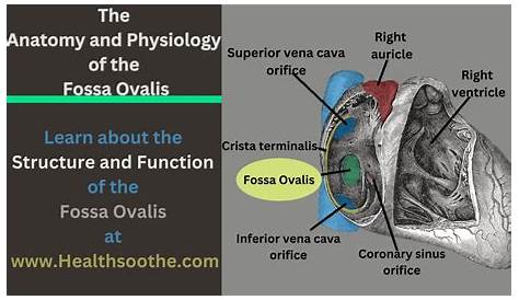 Limbus Fossa Ovalis Arteries and veins, Medical