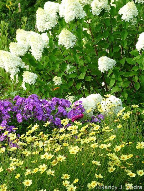Gardens Linden Hill Gardens Limelight hydrangea, Planting