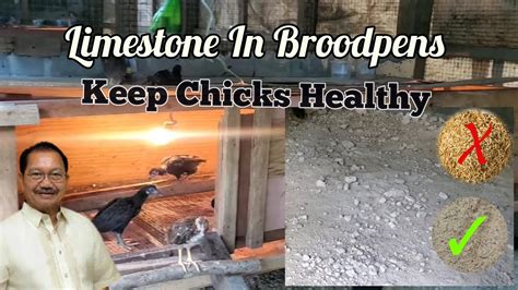 Limestone And Chickens
