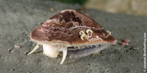 Limpet Snail Teeth