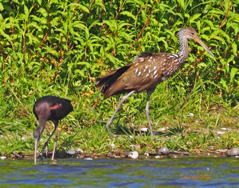 Discover 10 Insights limpkin vs ibis Feathered Waders Compared Closely