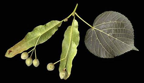 Silber-Linde (Tilia tomentosa): Früchte bestimmen - Silber-Linde