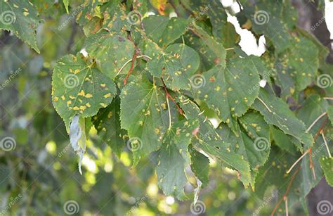 linden tree nz problems