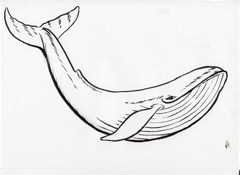 line drawing of whale