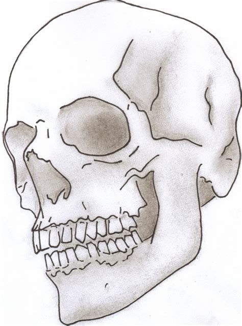 Line Drawing Skull