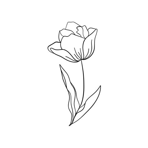 Line Drawing Tulip