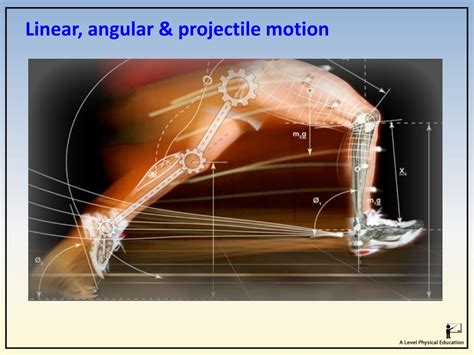 Linear And Angular Motion In Biomechanics