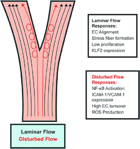 Linear Flow Vs Laminar Flow