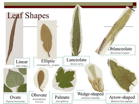 Linear Leaf Examples