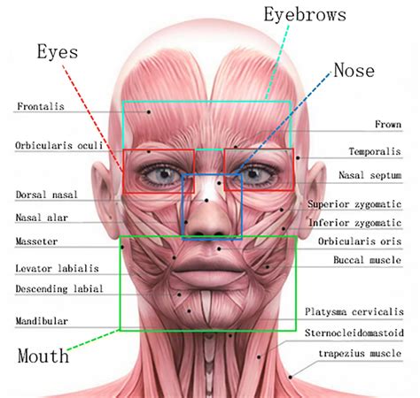 Lines Under Eye Muscle