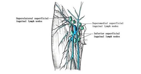 linfonodos da região inguinal