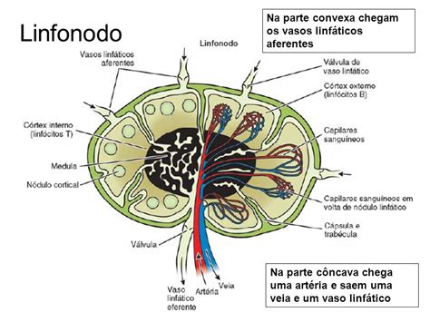 linfonodos onde se localizam