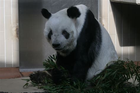 ling ling panda national zoo