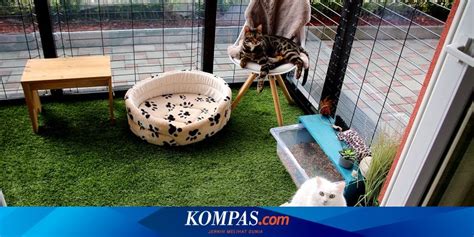 lingkungan kucing