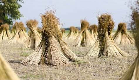 Lino A Contro Raffreddamento E Tosse Semi Di "polentina