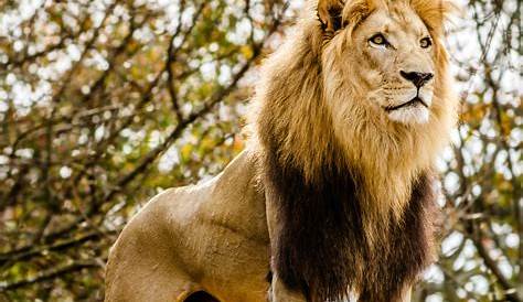 Lino Animale The Lion Interesting Facts About King Of Jungle