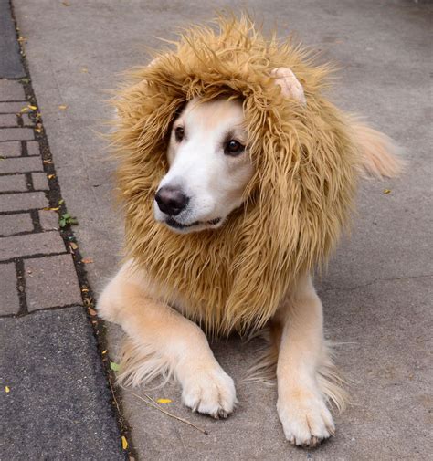 Lion Mane Wig Costume for Large Dog Wapike Pet costumes, Dog lion