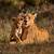 lion mom parenting