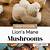 lion's mane mushroom recipe vegan