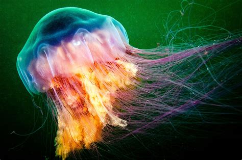 lion's mane jellyfish conservation status