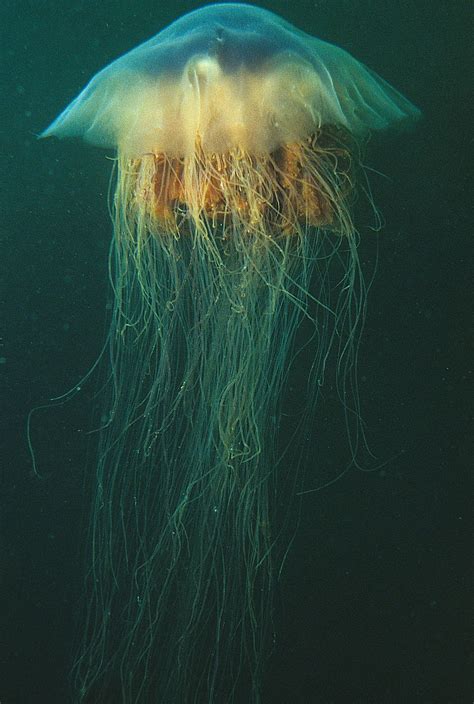 lion's mane jellyfish facts