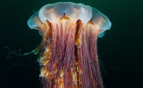 lion's mane jellyfish lifespan